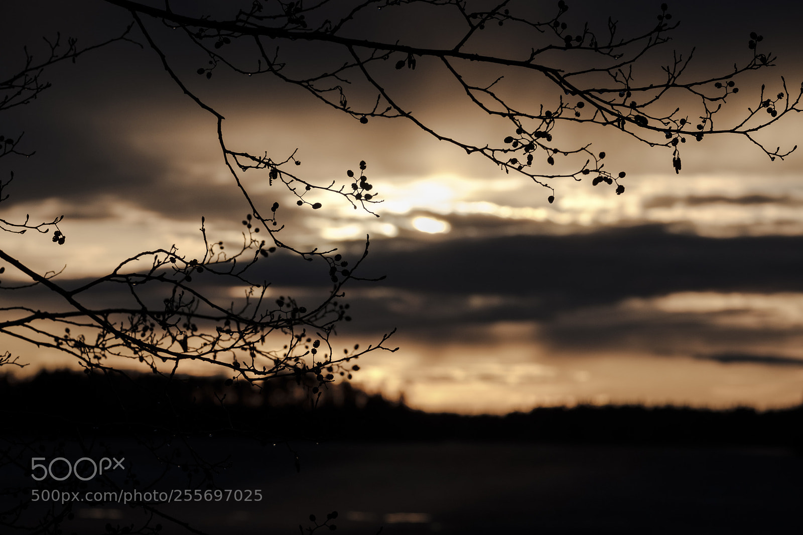 Fujifilm X-T2 sample photo. Silhouttes of branches in photography