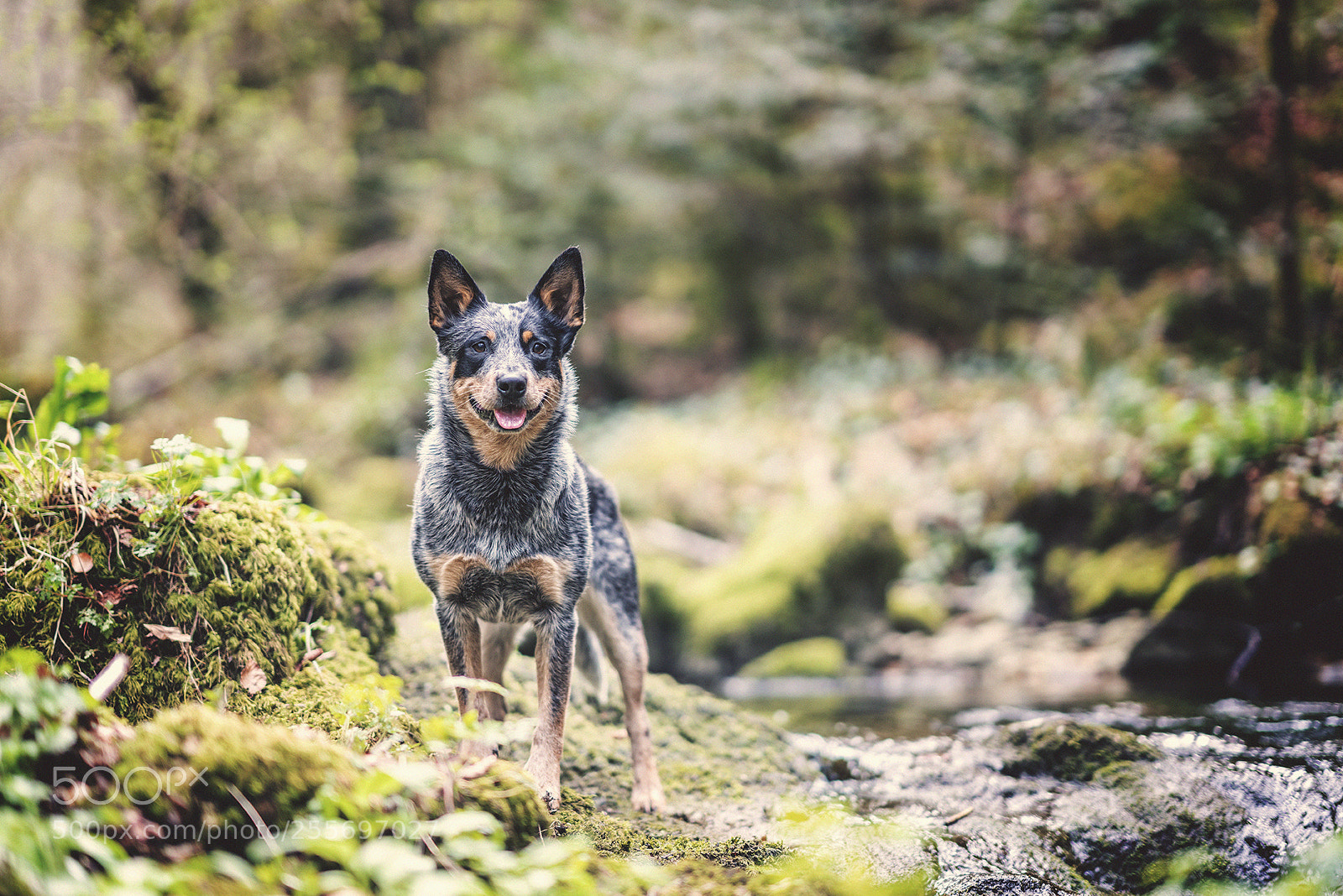 Sony a7R II sample photo. Dog in the forest photography