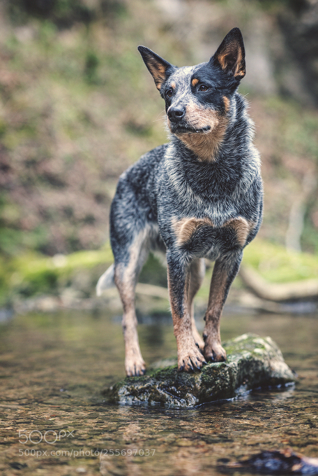 Sony a7R II sample photo. Dog in the forest photography