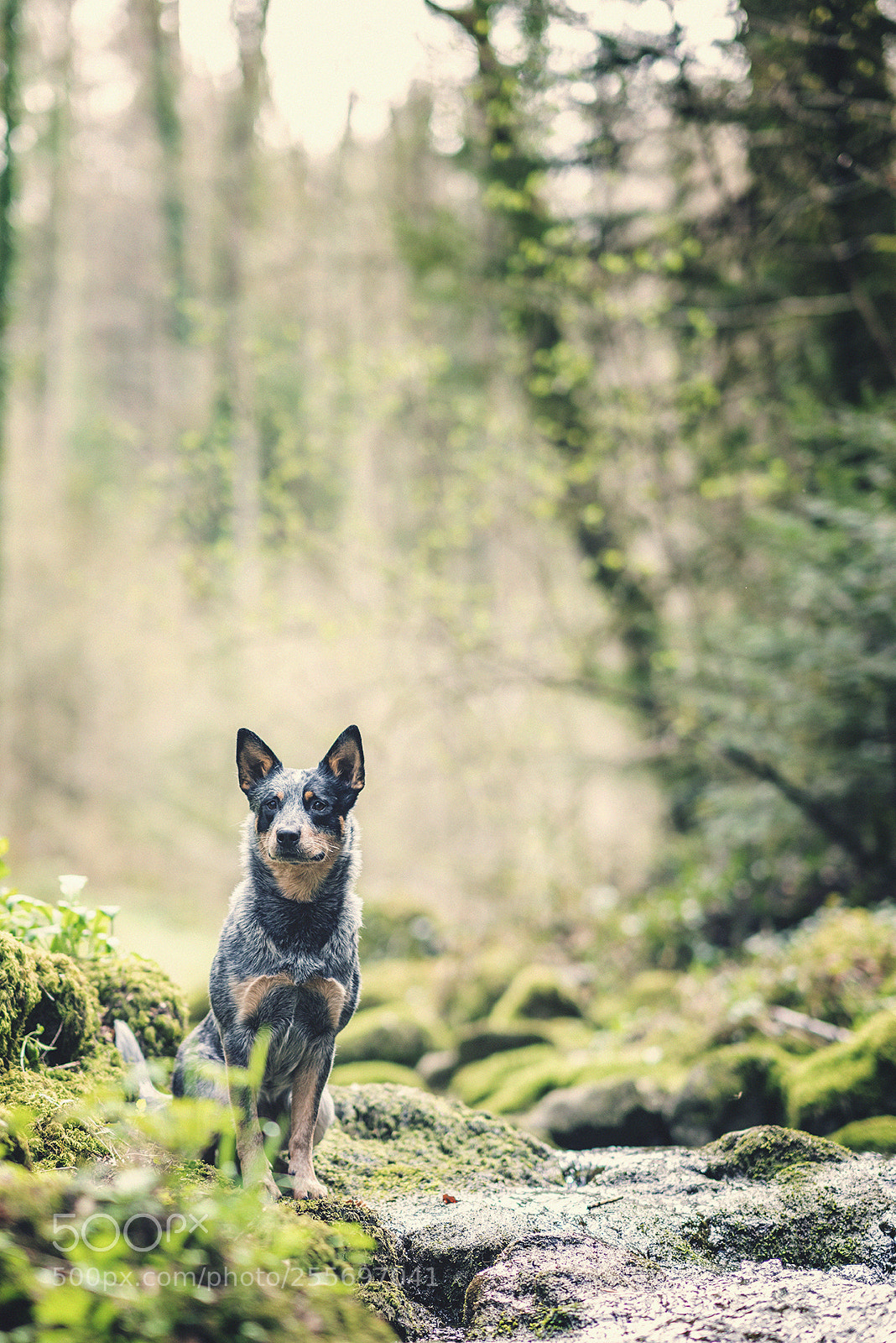 Sony a7R II sample photo. Dog in the forest photography