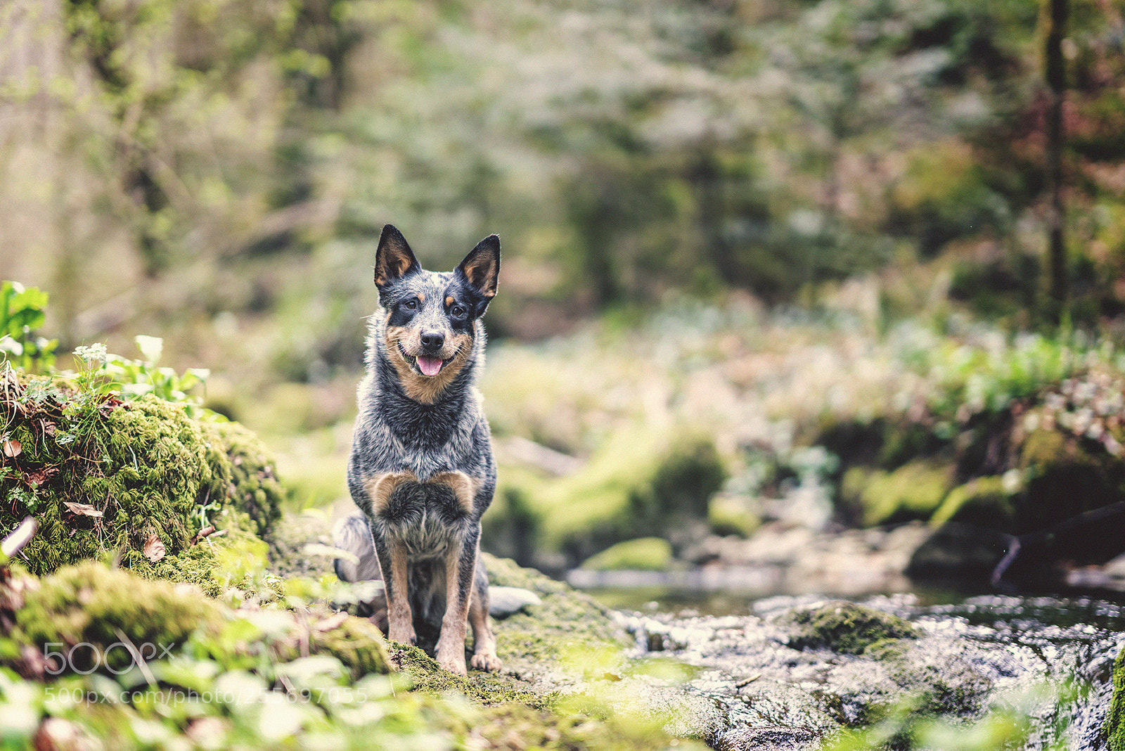 Sony a7R II sample photo. Dog in the forest photography