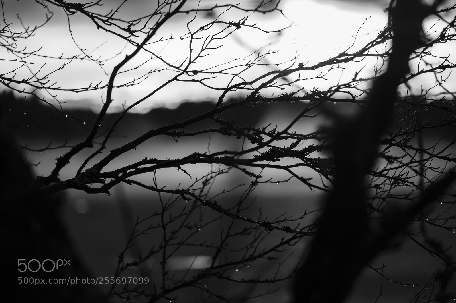 Fujifilm X-T2 sample photo. Silhouttes of branches in photography