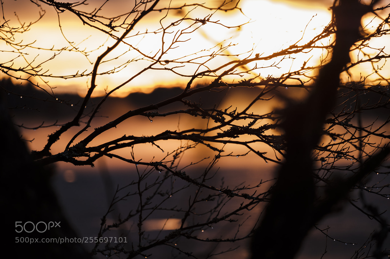 Fujifilm X-T2 sample photo. Silhouttes of branches in photography