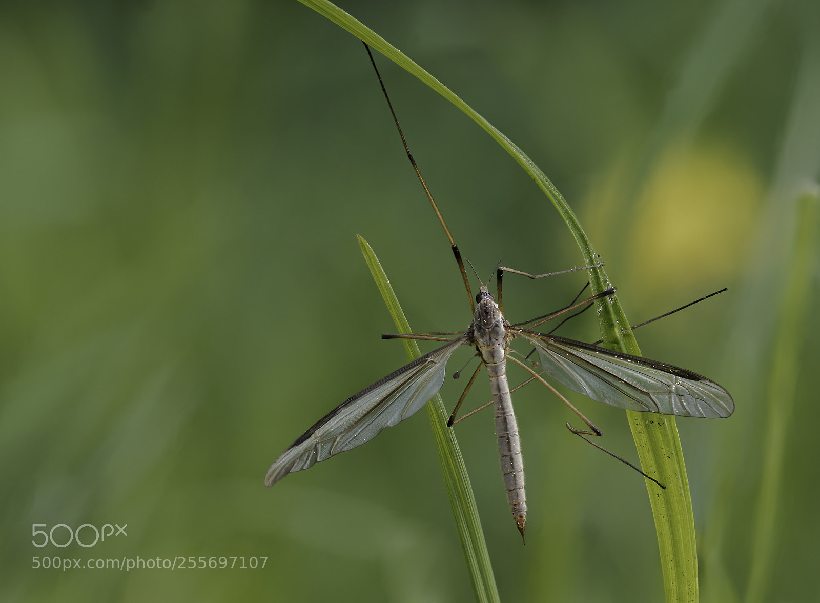 Olympus OM-D E-M1 Mark II sample photo. Tipulidae #3 photography