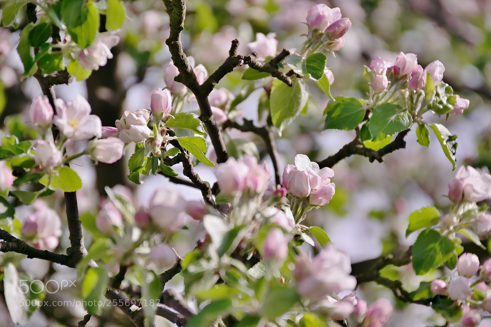Nikon D5300 sample photo. Detail of pink flowering photography
