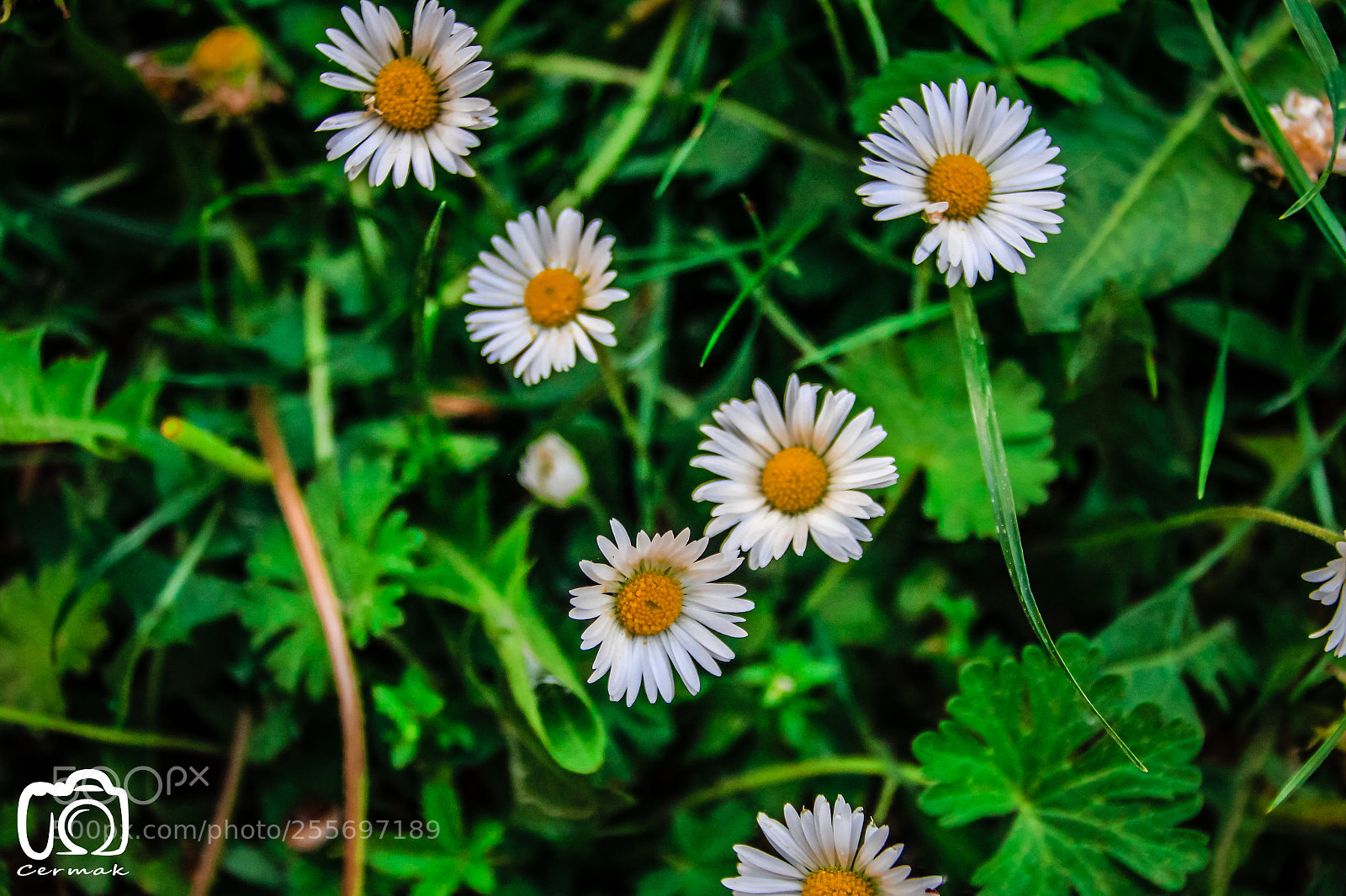 Canon EOS 700D (EOS Rebel T5i / EOS Kiss X7i) sample photo. Dandelion photography