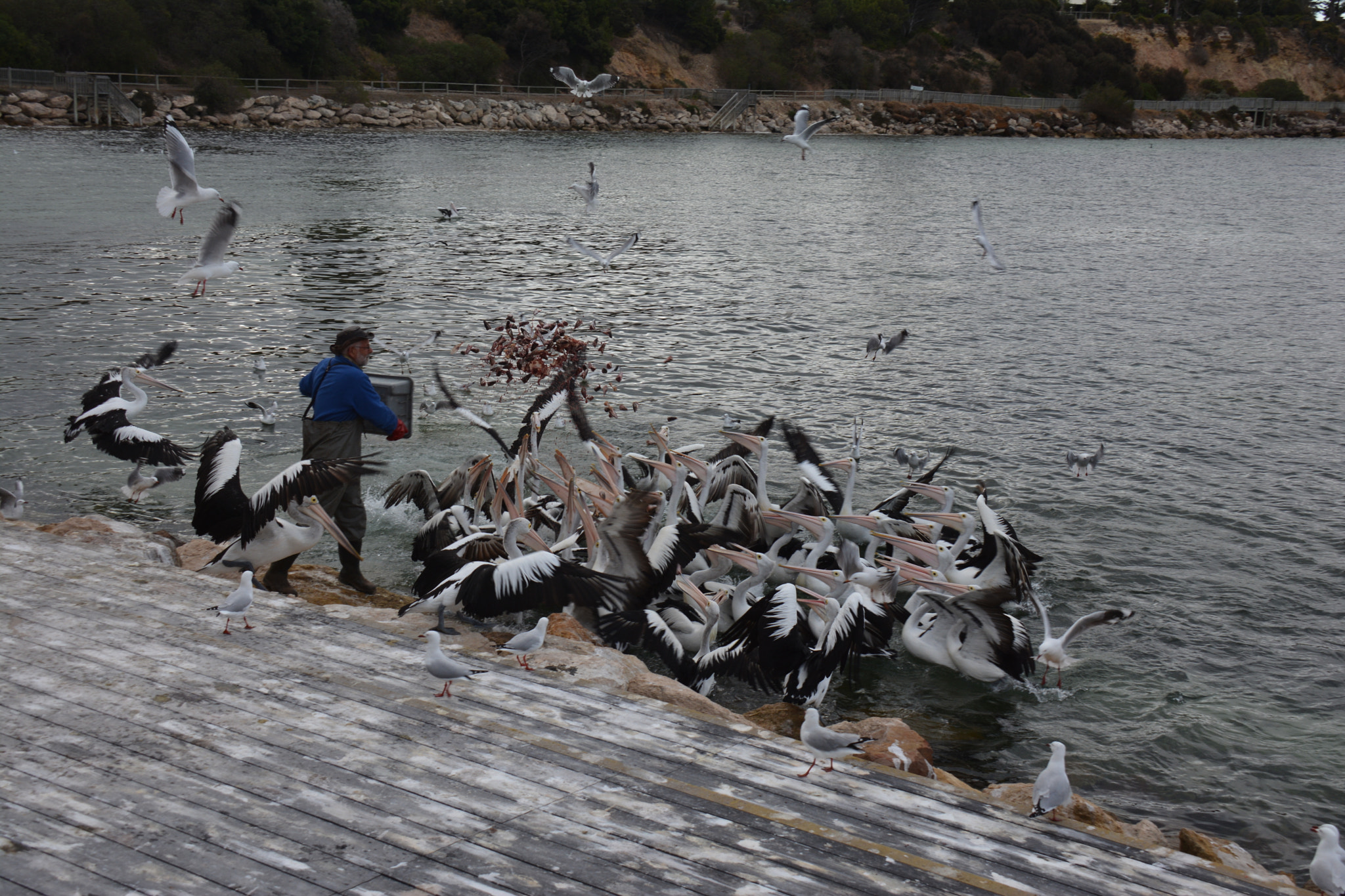 Nikon D7100 sample photo. Feeding pelicans on kangaroo island photography