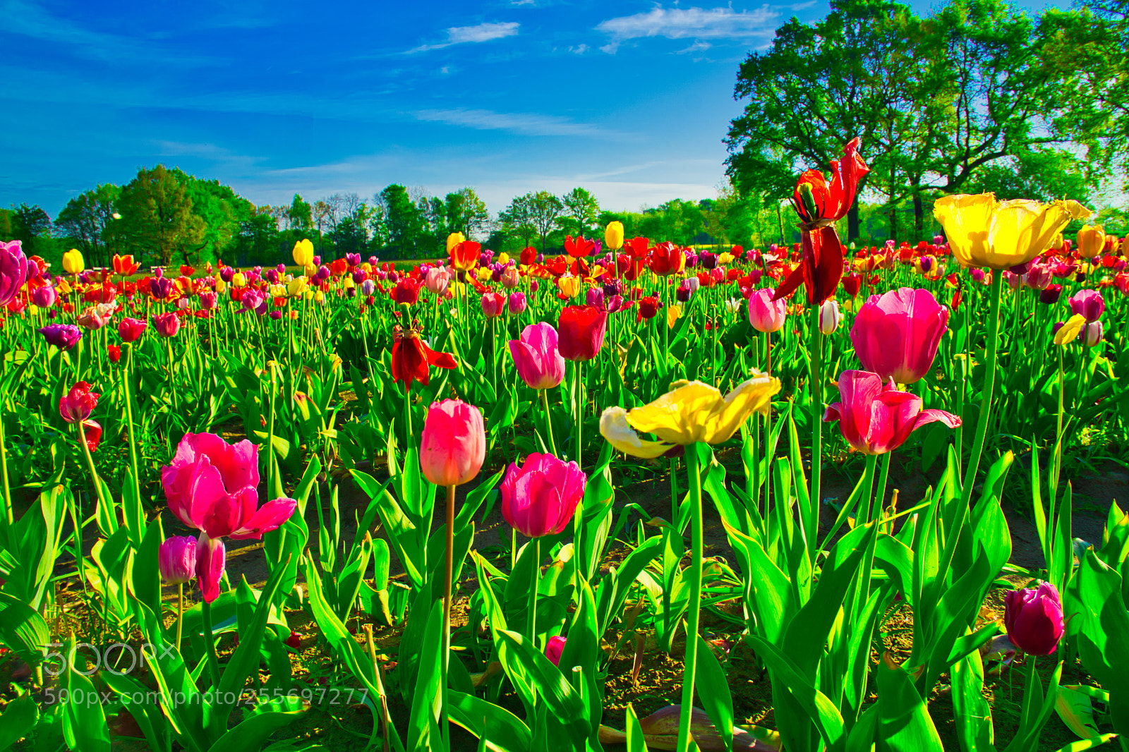 Sony a6000 sample photo. Tulpen in garbsen photography