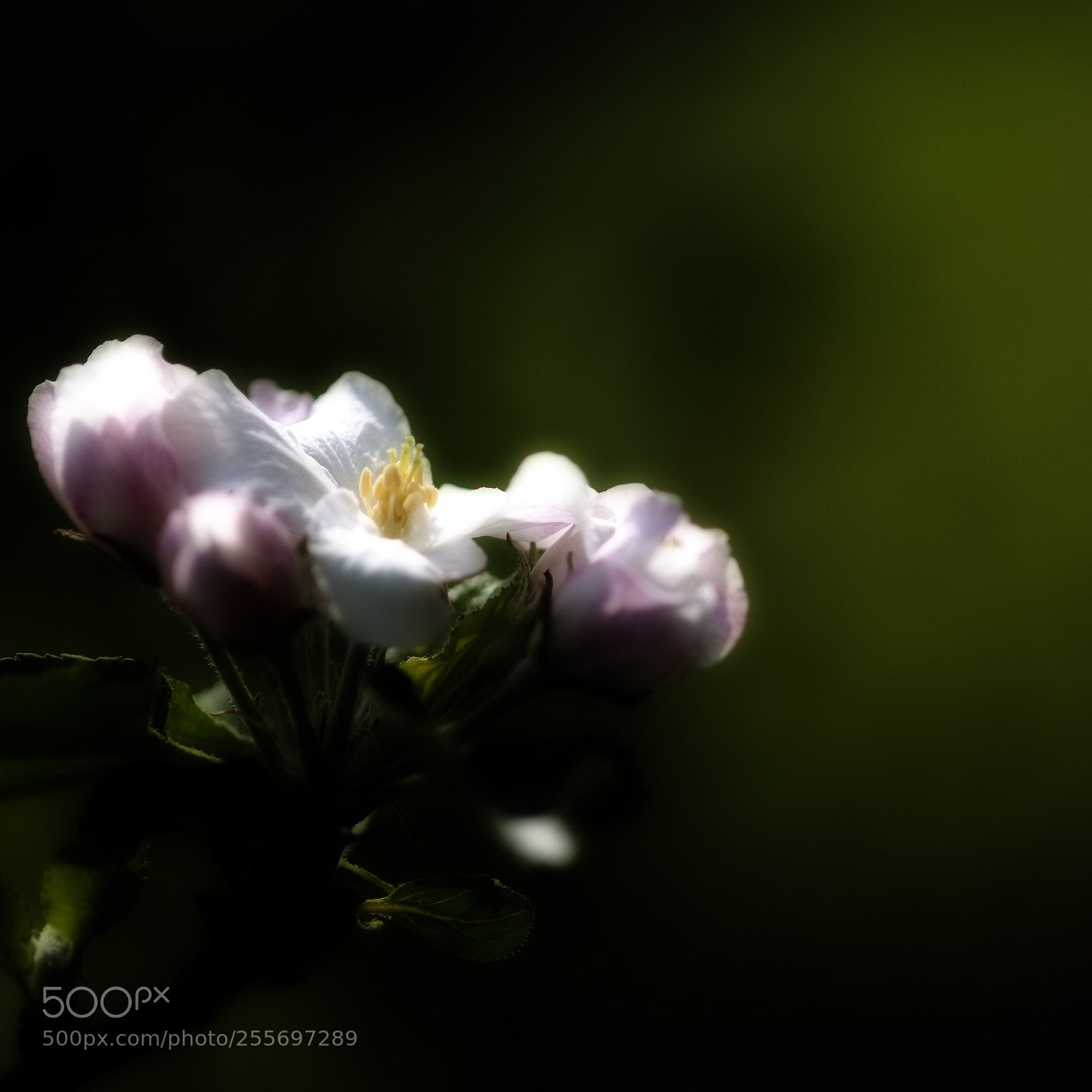 Nikon D300 sample photo. Soft serie photography