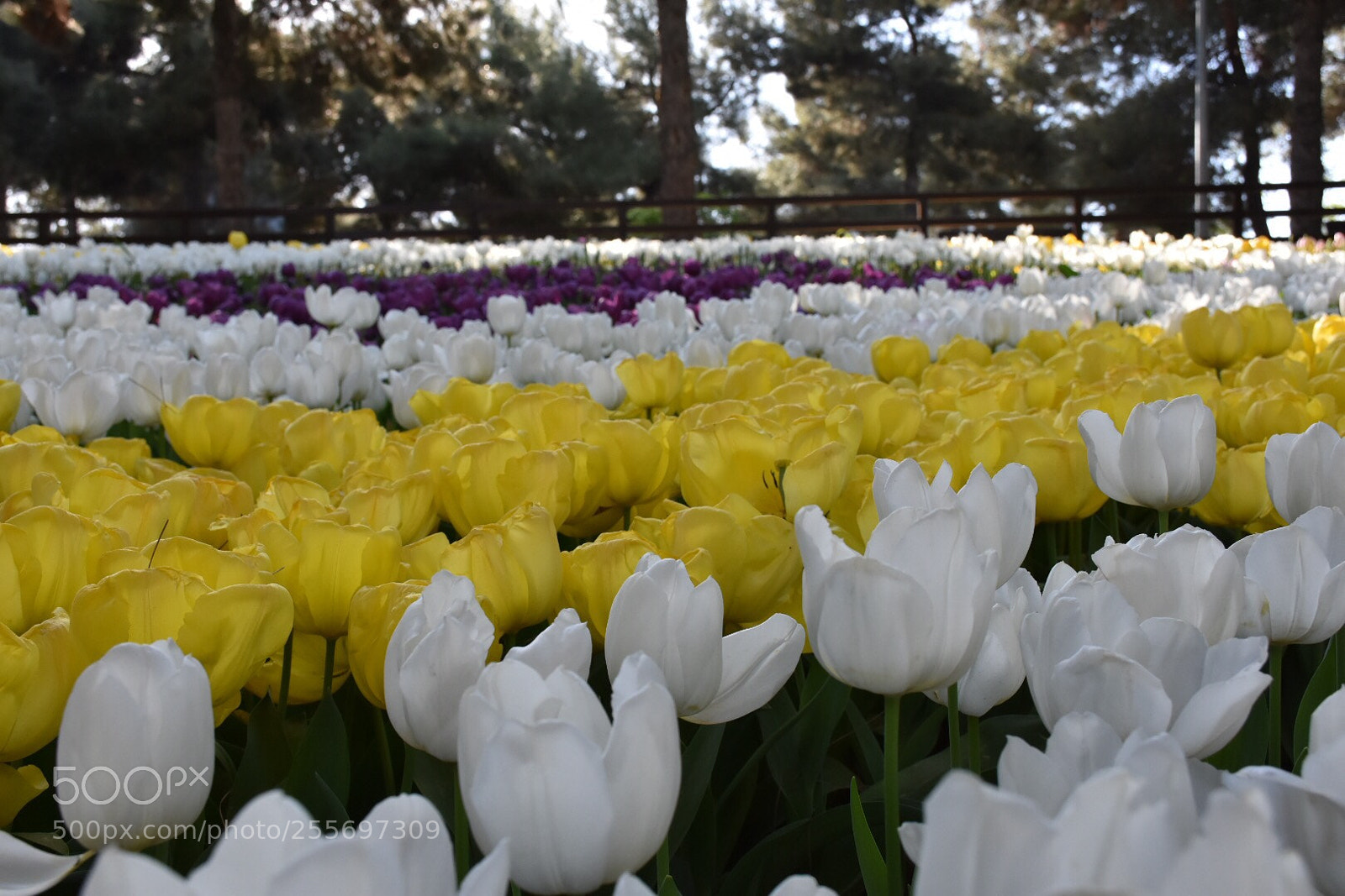 Nikon D7200 sample photo. Excellent spring  photography