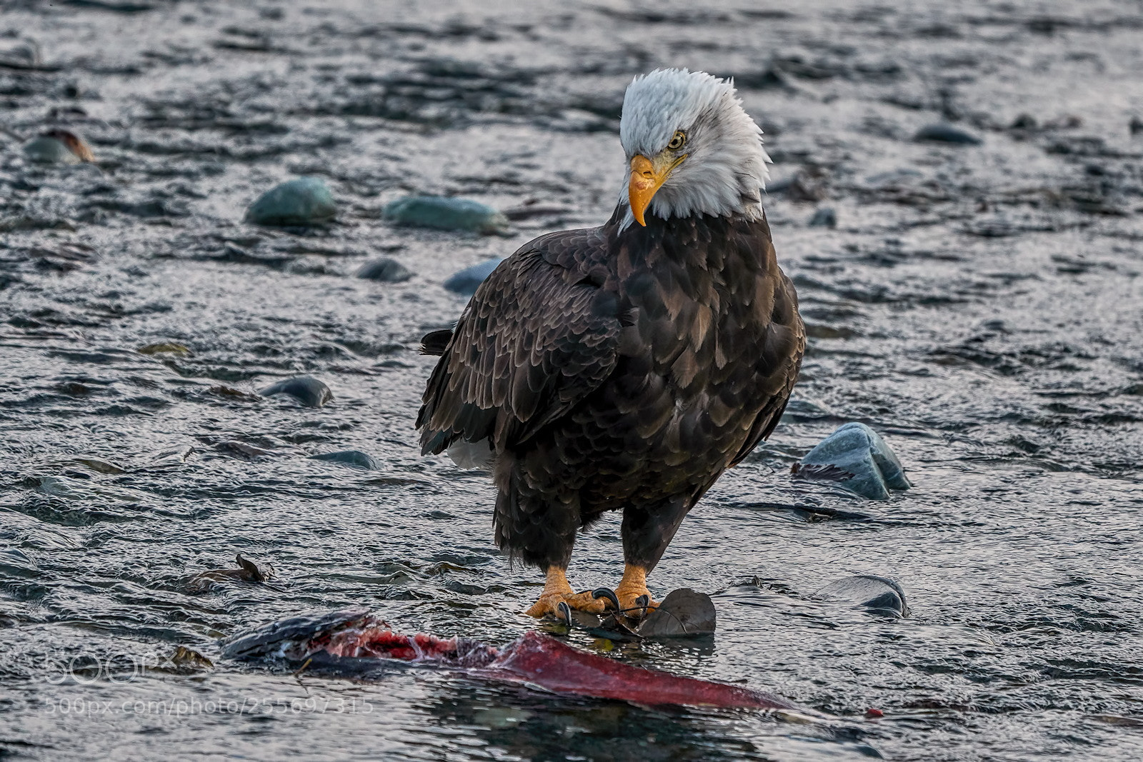 Sony a6500 sample photo. Serious consideration photography