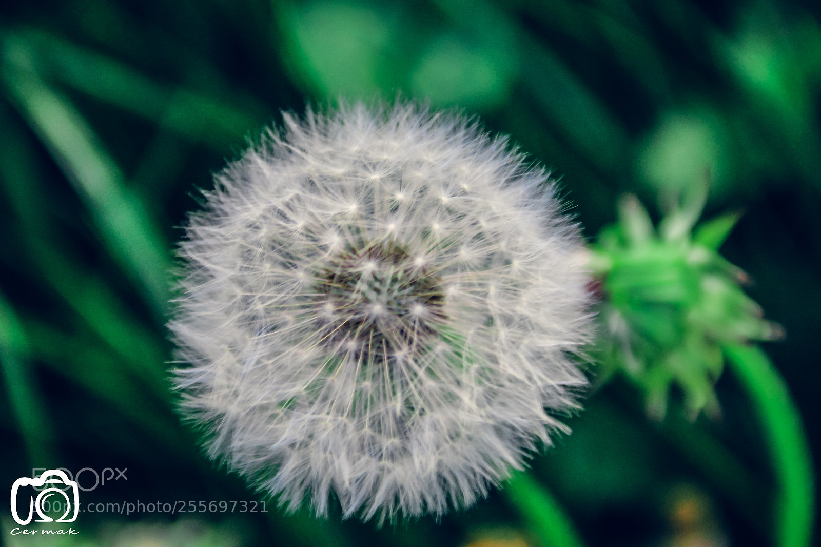 Canon EOS 700D (EOS Rebel T5i / EOS Kiss X7i) sample photo. Dandelion photography