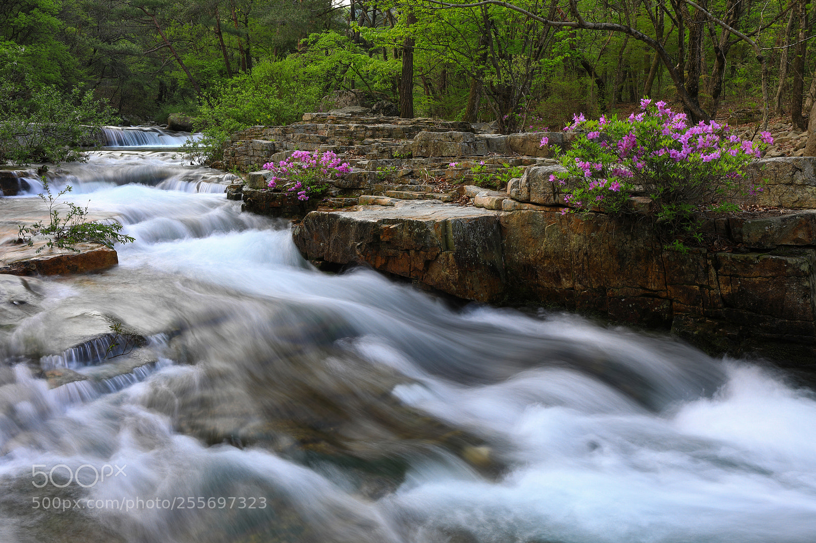 Canon EOS 5D Mark IV sample photo. Azalea photography