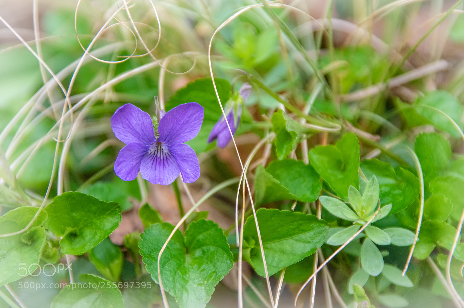 Pentax K-3 sample photo. Where the wild violet photography