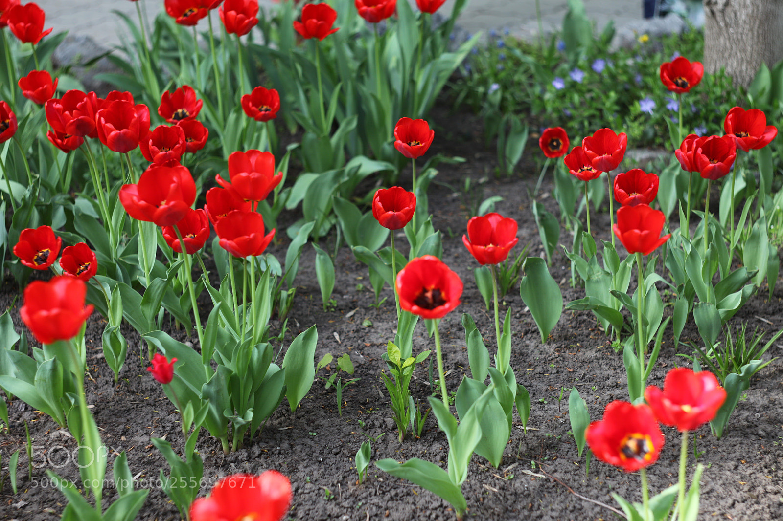 Canon EOS 5D Mark II sample photo. Img photography