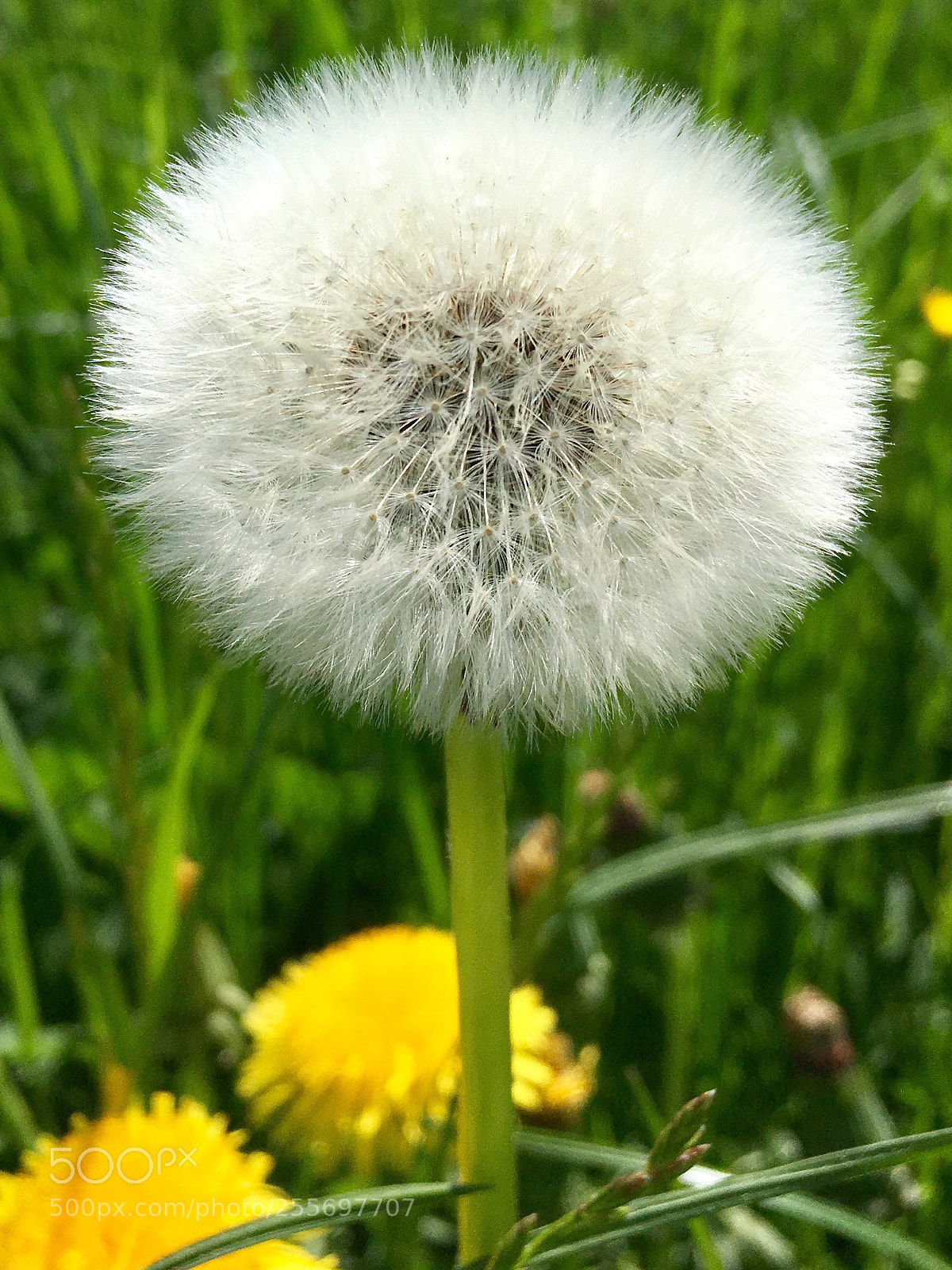 Apple iPhone SE sample photo. Pusteblume photography