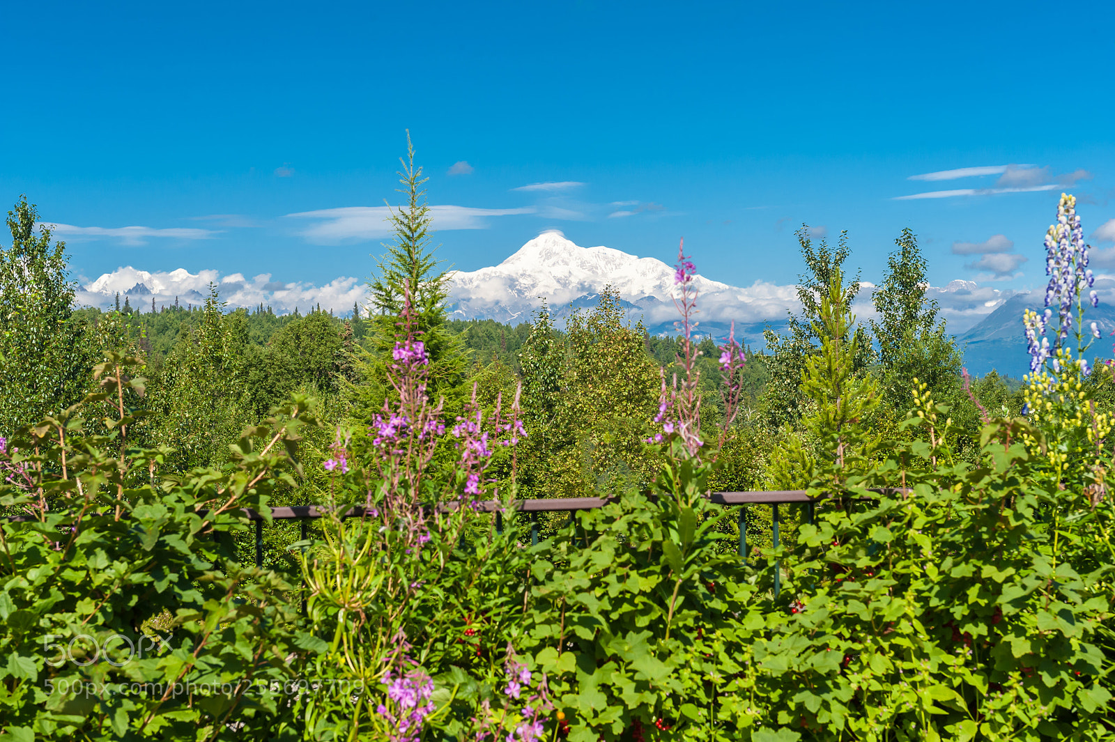 Nikon D700 sample photo. Denali photography