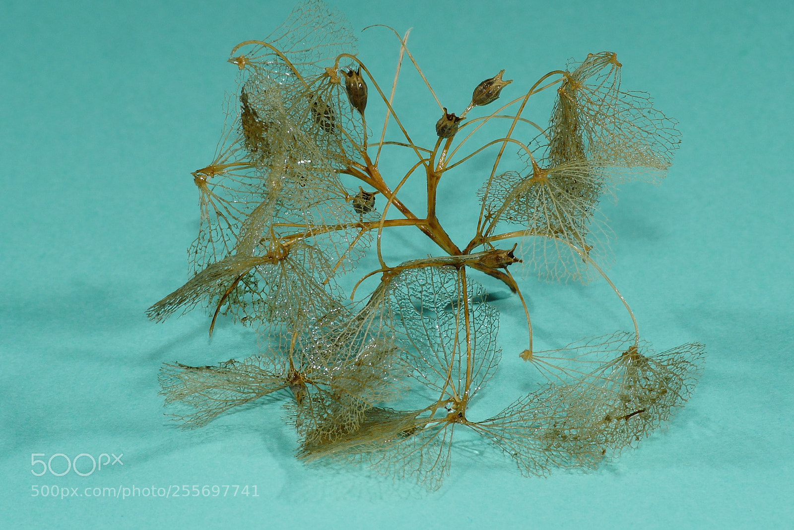 Panasonic Lumix DMC-GX8 sample photo. Leaf photography