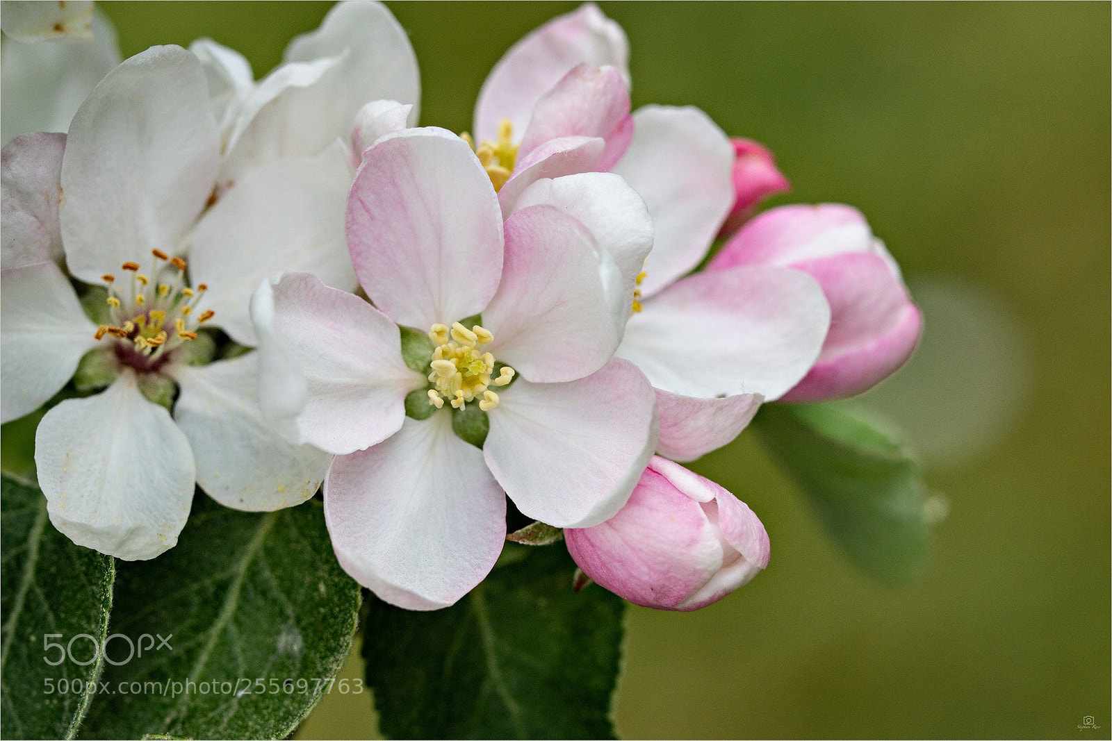 Sony SLT-A77 sample photo. Apple  photography