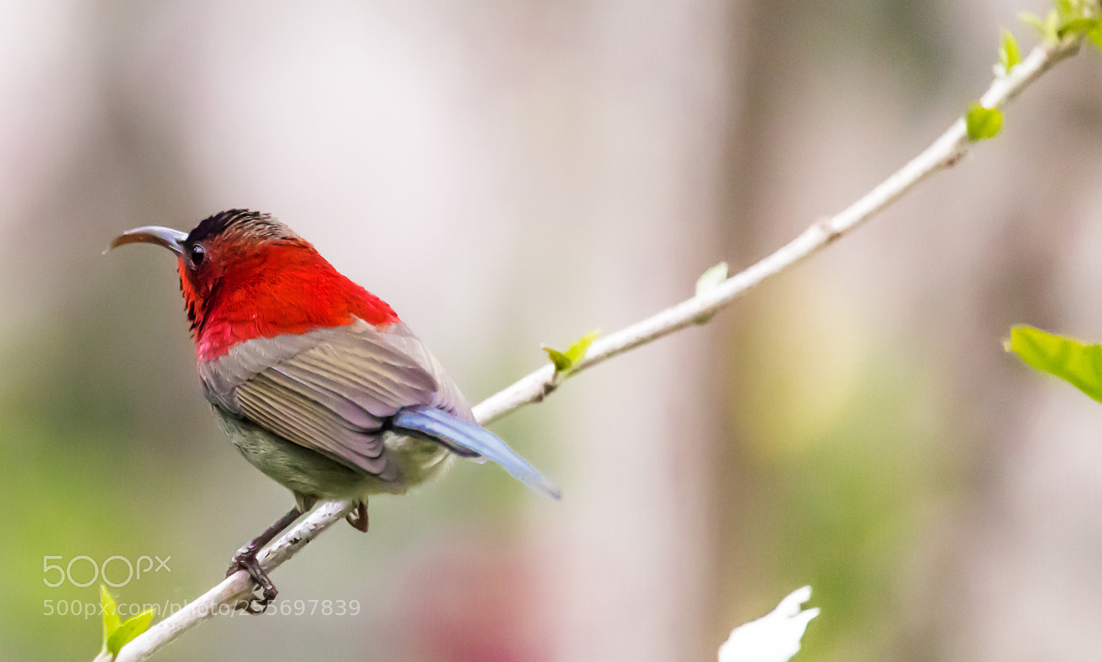 Canon EOS 200D (EOS Rebel SL2 / EOS Kiss X9) sample photo. Nectar hunter photography