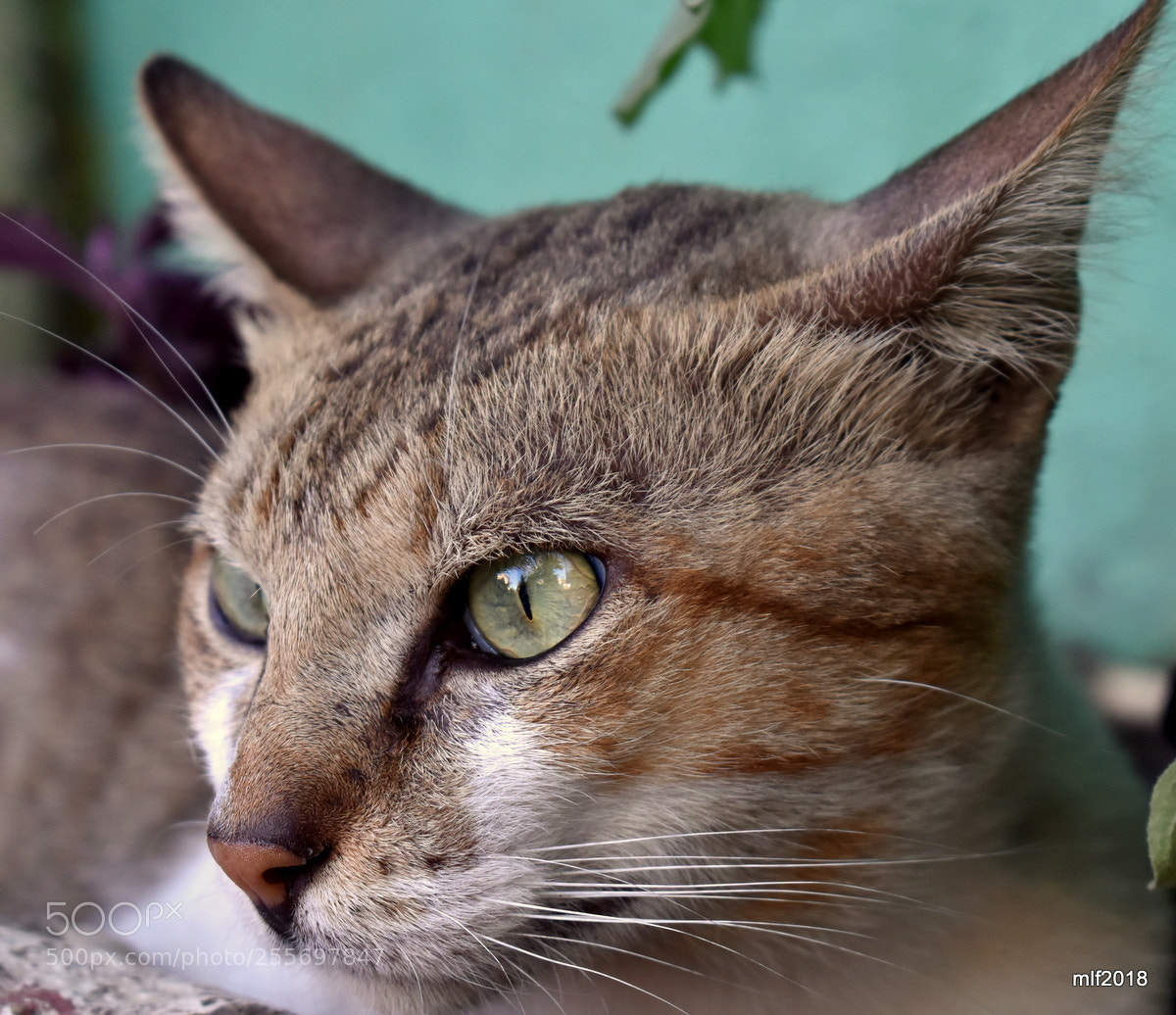 Nikon D5500 sample photo. Alley cat photography