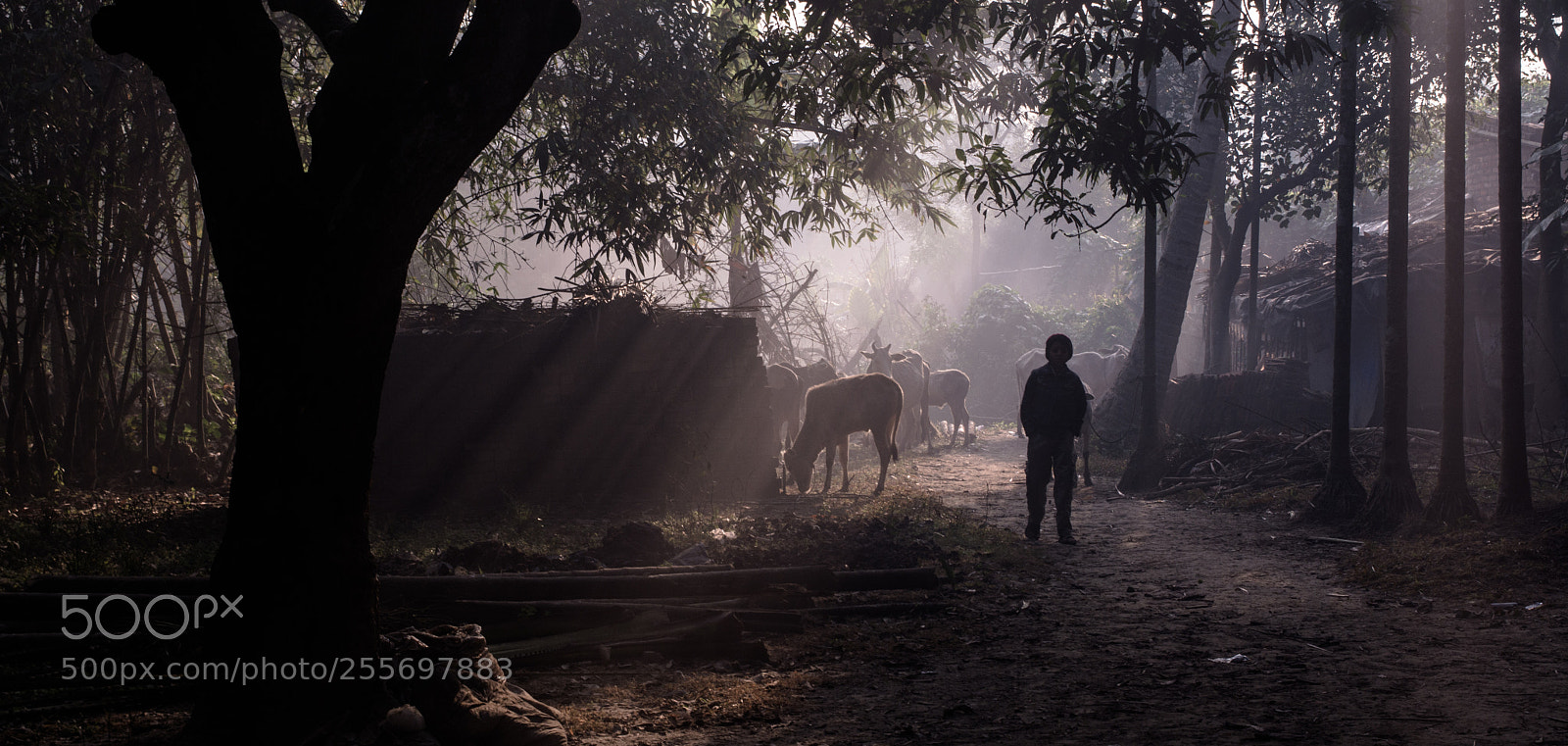 Nikon D5200 sample photo. Mornings photography