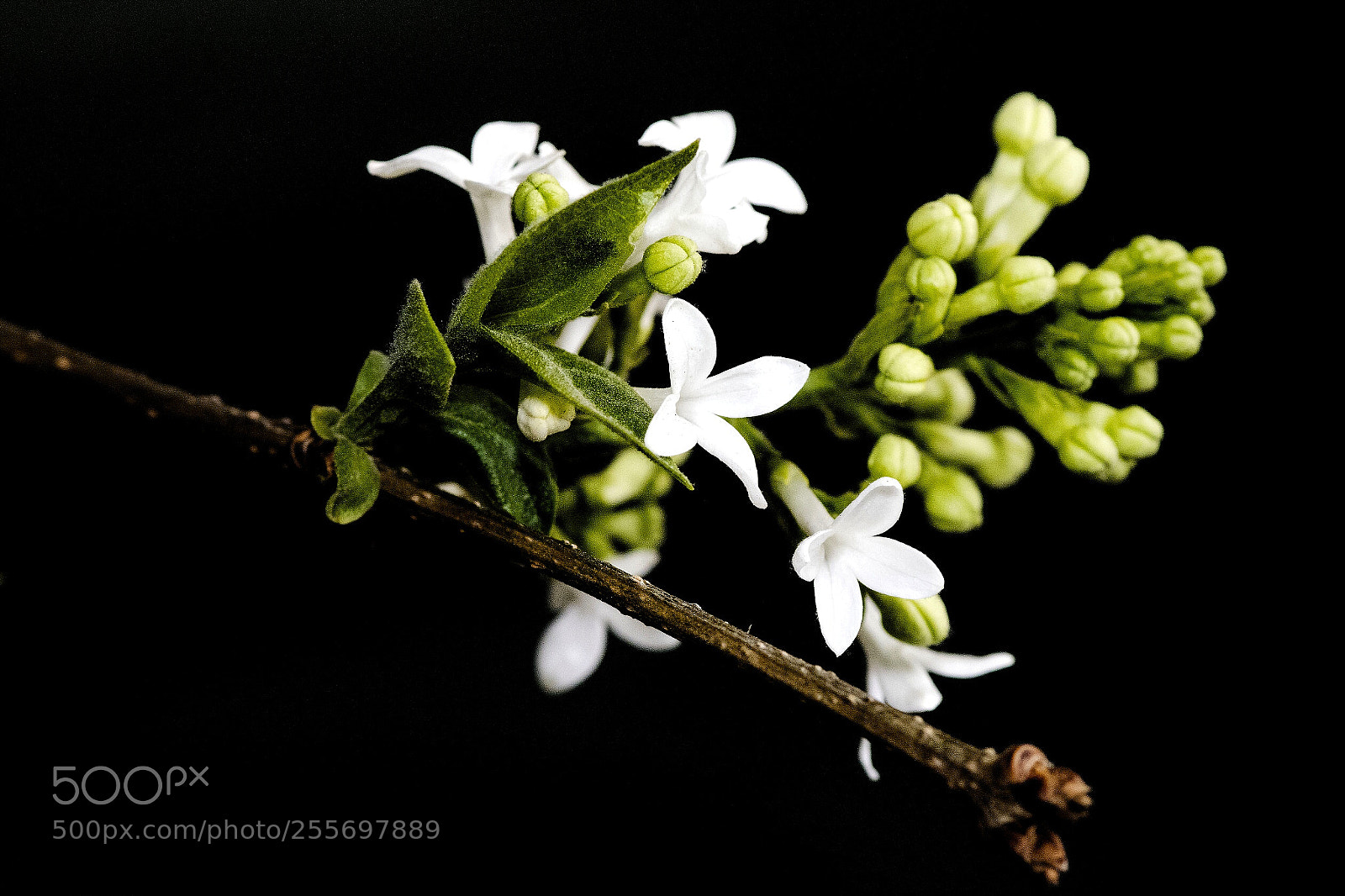 Nikon D500 sample photo. Lilac flowers photography