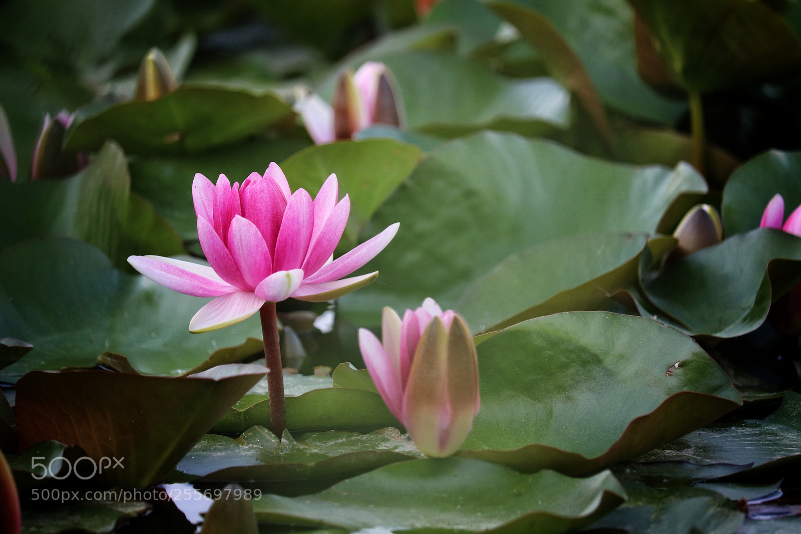 Canon EOS 800D (EOS Rebel T7i / EOS Kiss X9i) sample photo. Water lily photography