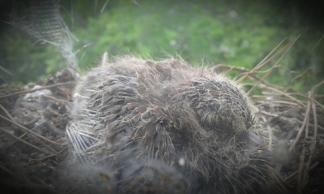Samsung Galaxy J1(2016) sample photo. Wild pigeon photography
