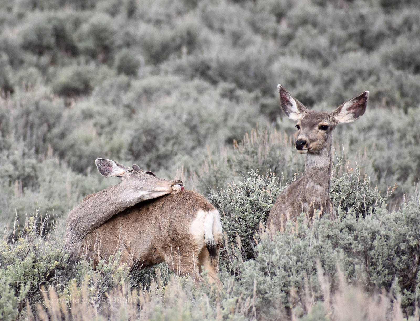 Nikon D3400 sample photo. Deer in the sage photography
