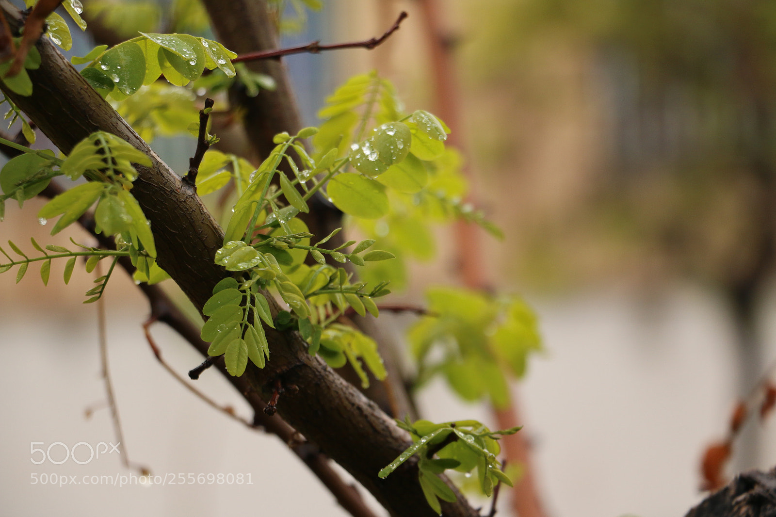 Canon EOS 70D sample photo. Untitled photography