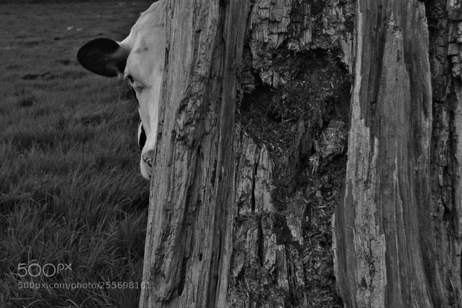Nikon D3100 sample photo. Peek-a-moo photography