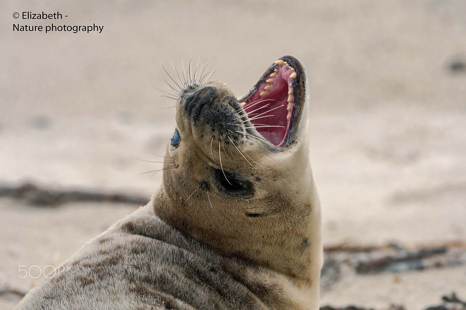 Nikon AF-S Nikkor 200-500mm F5.6E ED VR sample photo. Good teeth (grey seal) photography