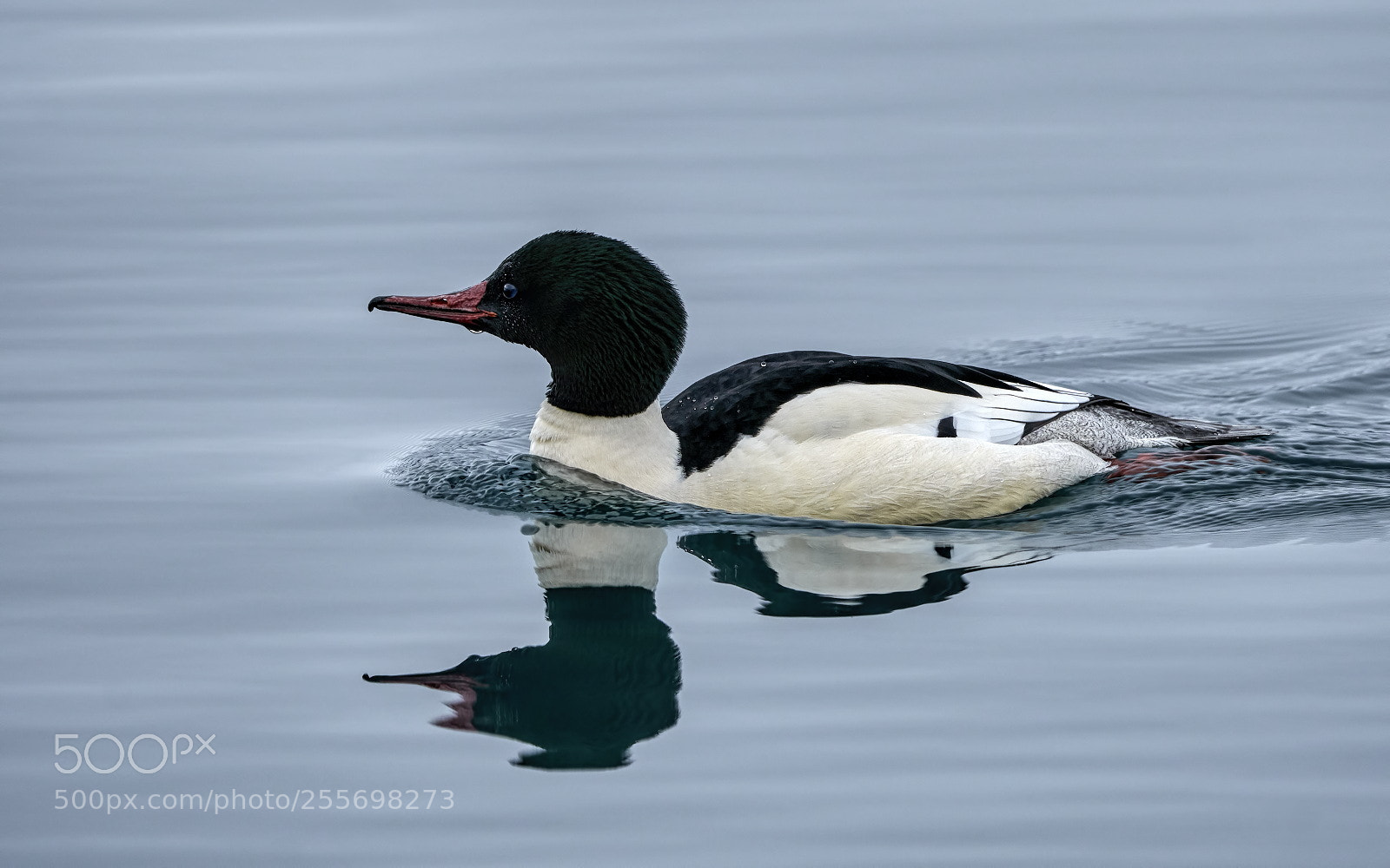 Sony a6500 sample photo. Marvelous merganser photography