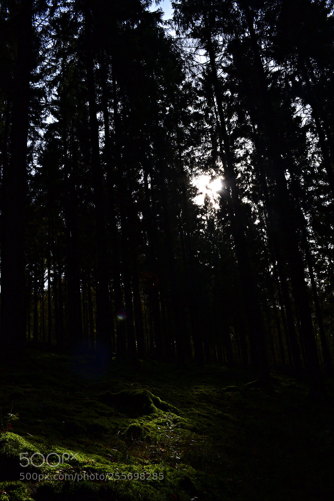 Nikon D3100 sample photo. G r e e photography