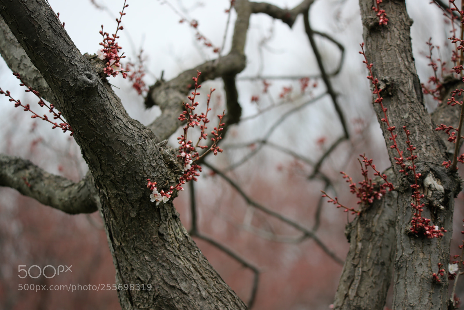 Canon EOS-1D X Mark II sample photo. Plum blossoms start to photography