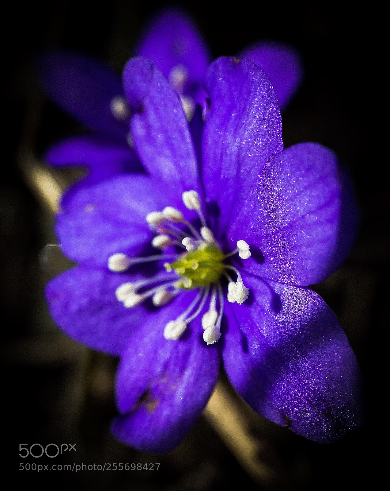 Sony a7 II sample photo. Happy sunday photography