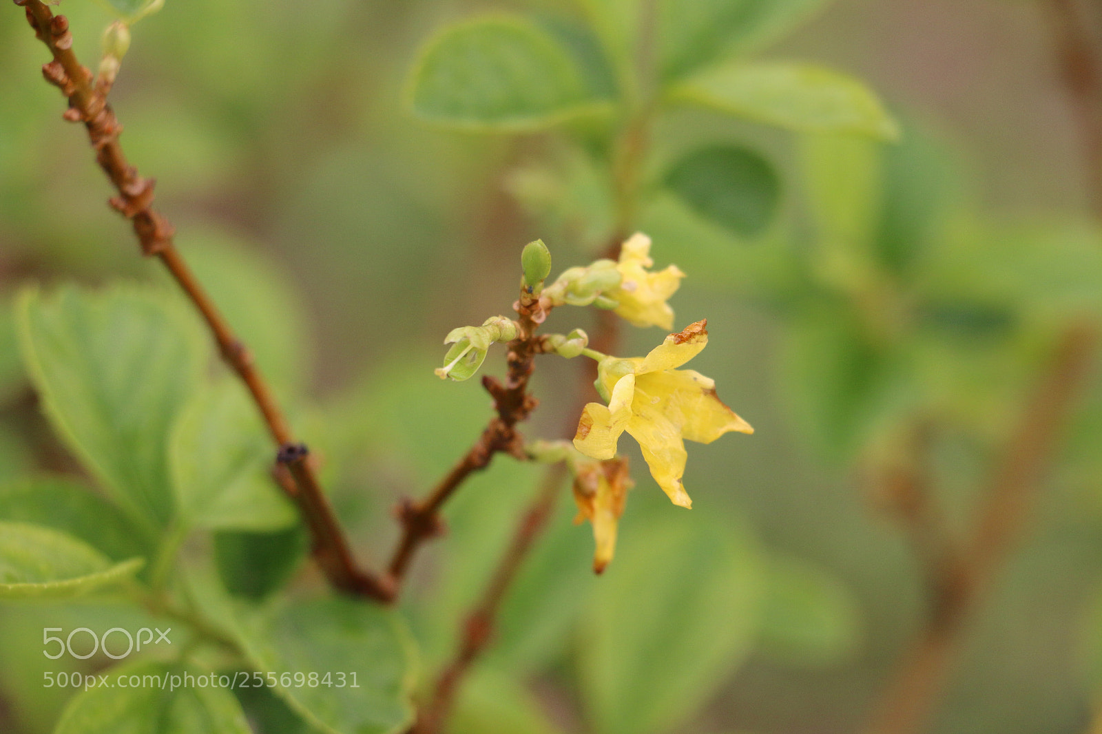 Canon EOS 70D sample photo. Flowers photography