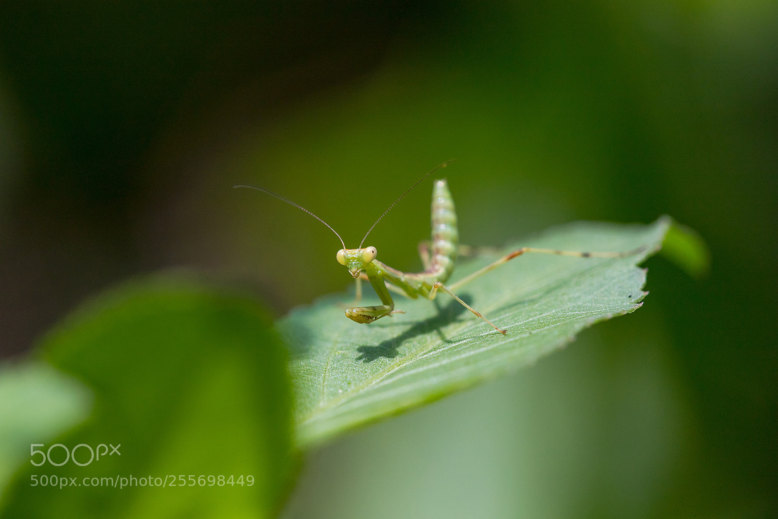 Canon EOS 6D Mark II sample photo. Encounter of baby mantis photography