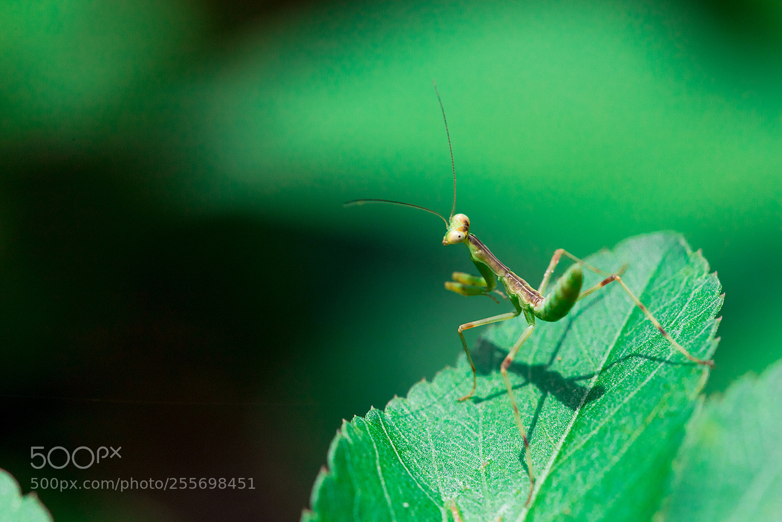 Canon EOS 6D Mark II sample photo. Encounter of baby mantis photography