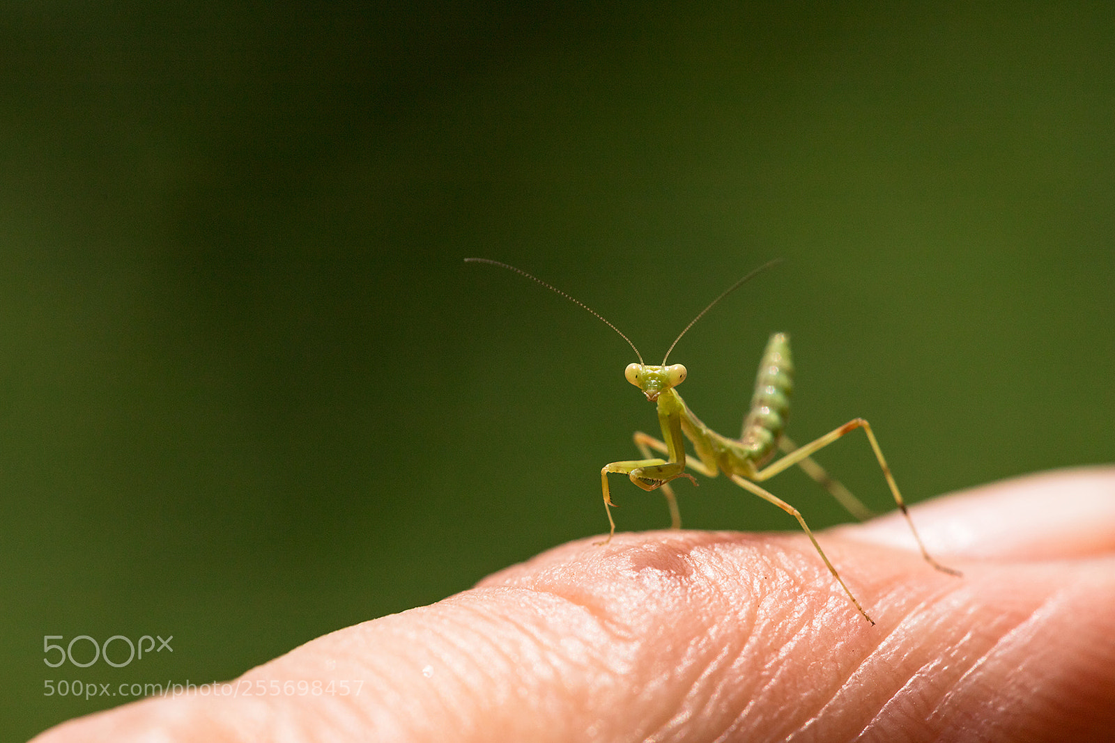Canon EOS 6D Mark II sample photo. Encounter of baby mantis photography