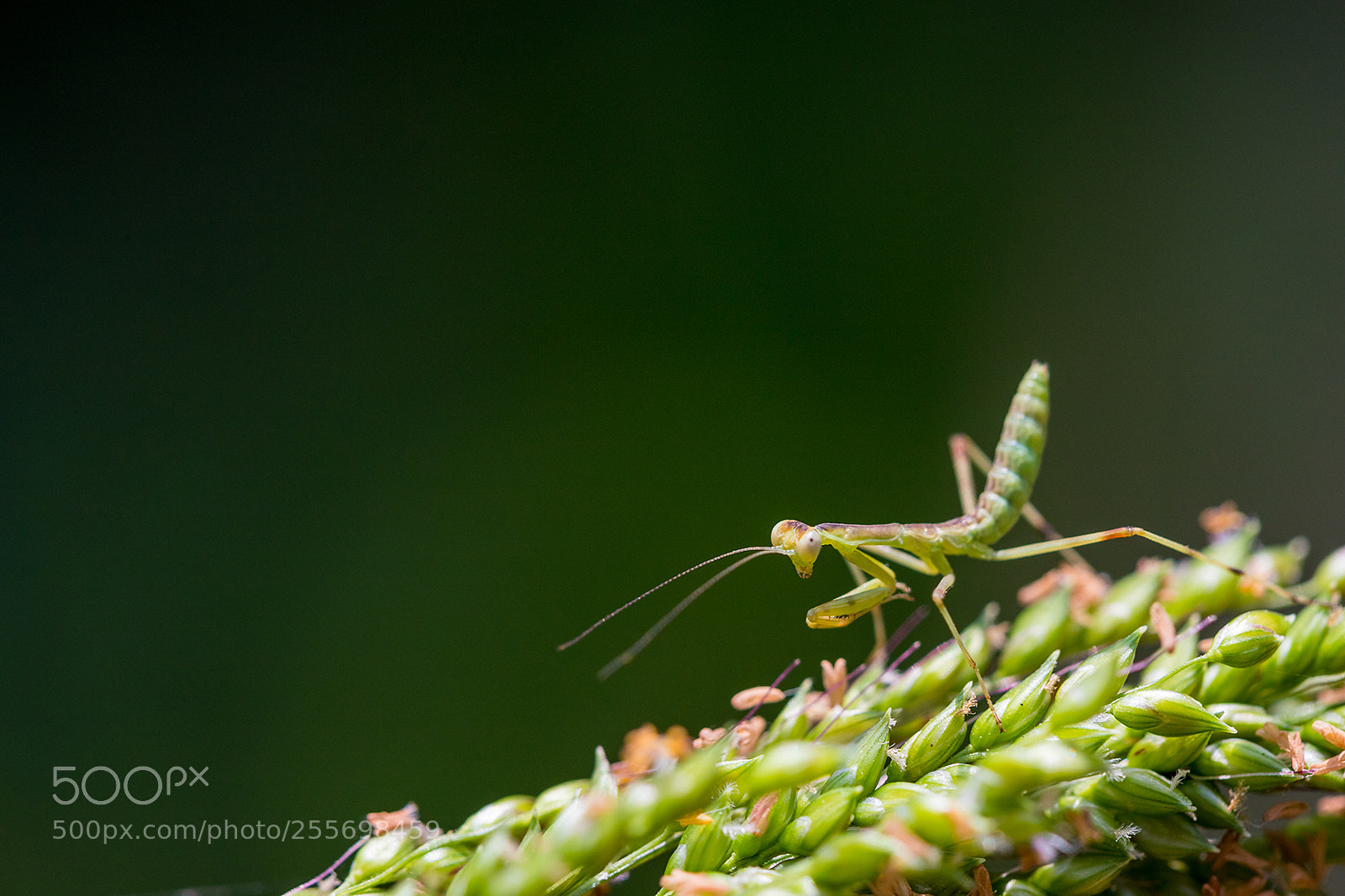 Canon EOS 6D Mark II sample photo. Encounter of baby mantis photography