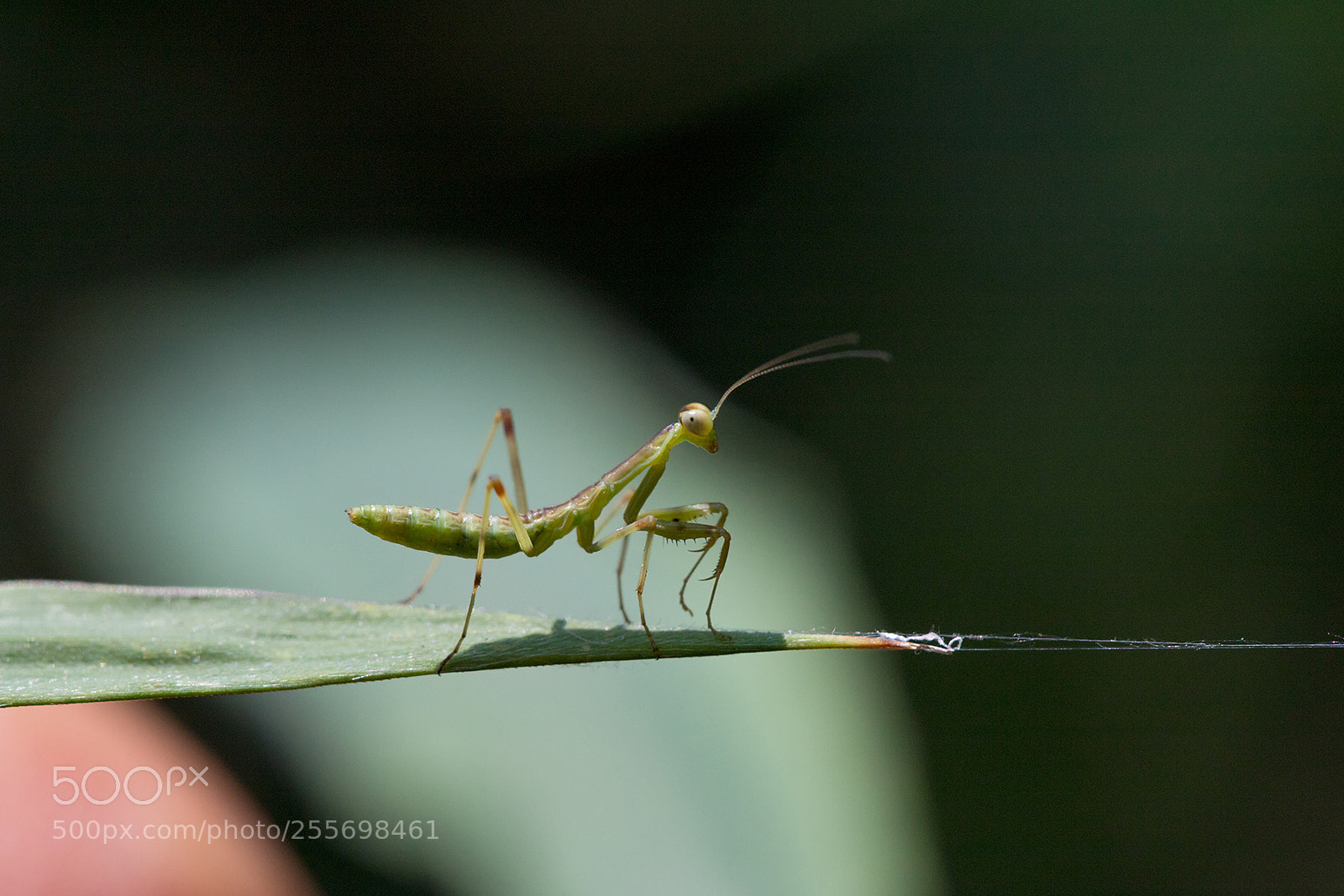 Canon EOS 6D Mark II sample photo. Encounter of baby mantis photography