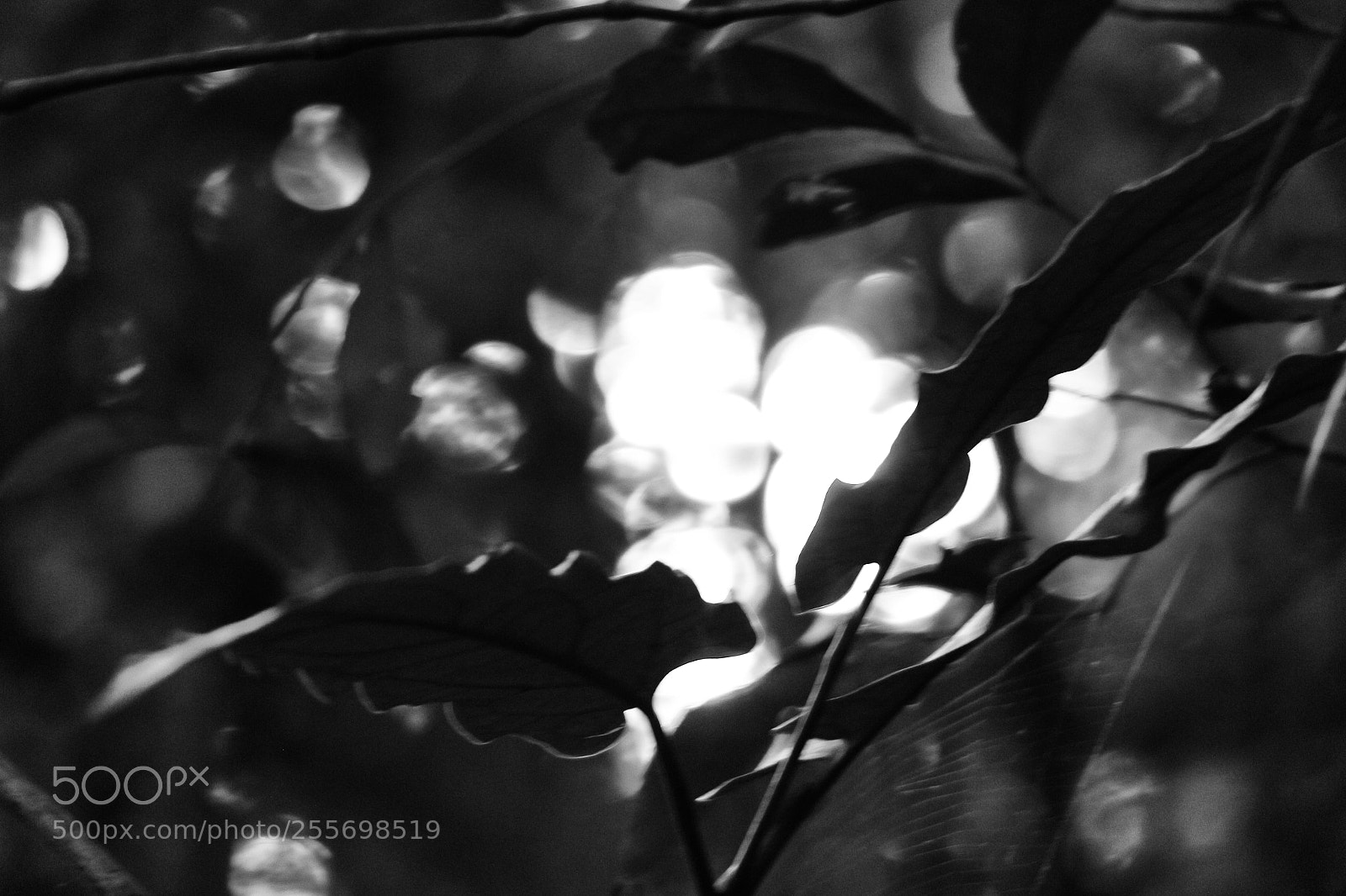 Canon EOS 700D (EOS Rebel T5i / EOS Kiss X7i) sample photo. Leaves and light photography