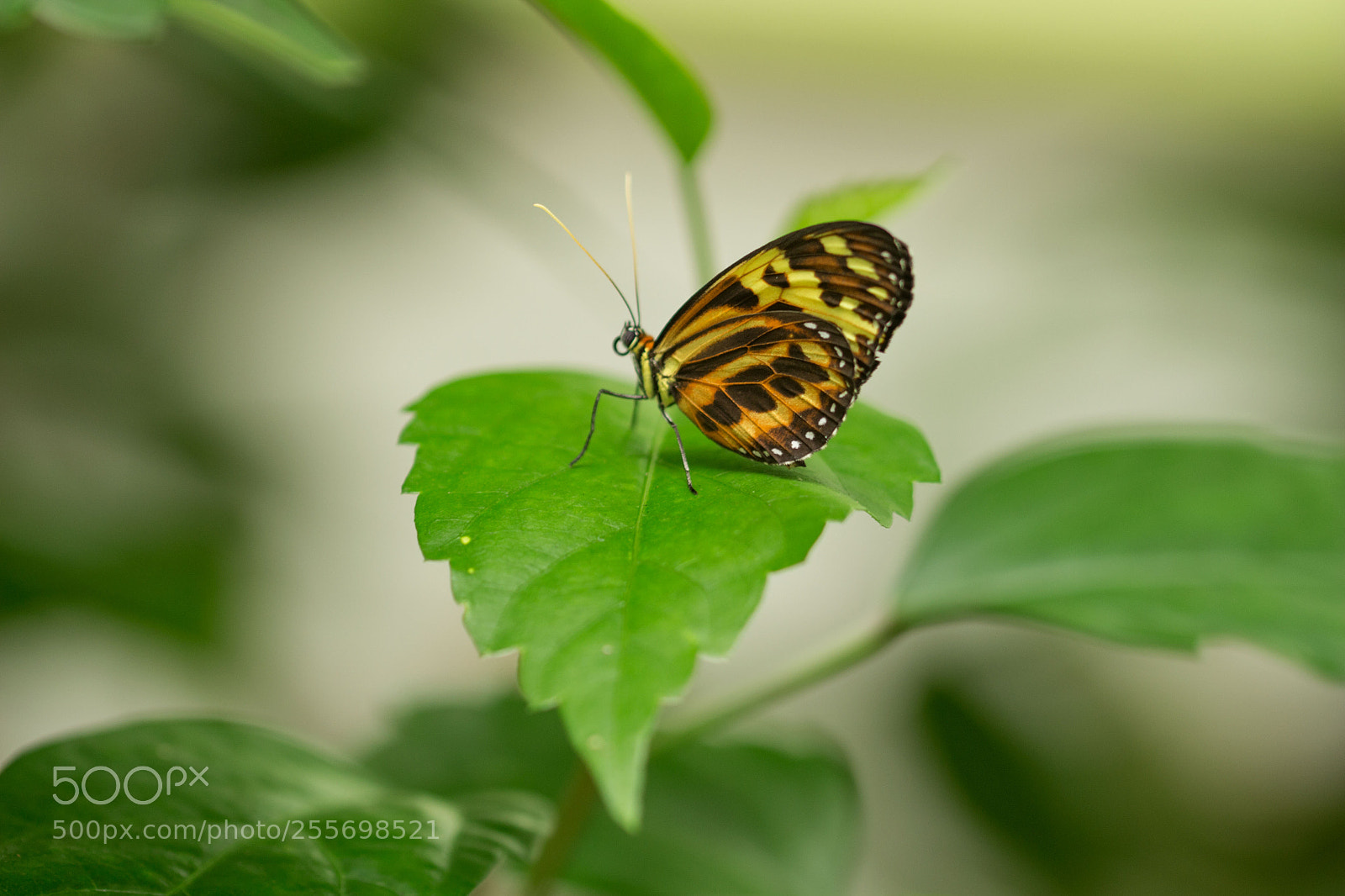 Canon EOS 700D (EOS Rebel T5i / EOS Kiss X7i) sample photo. Butterfly photography