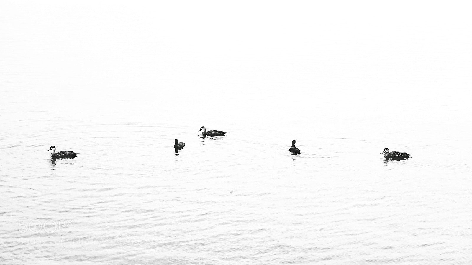 Sony a7R II sample photo. Lake in rain photography