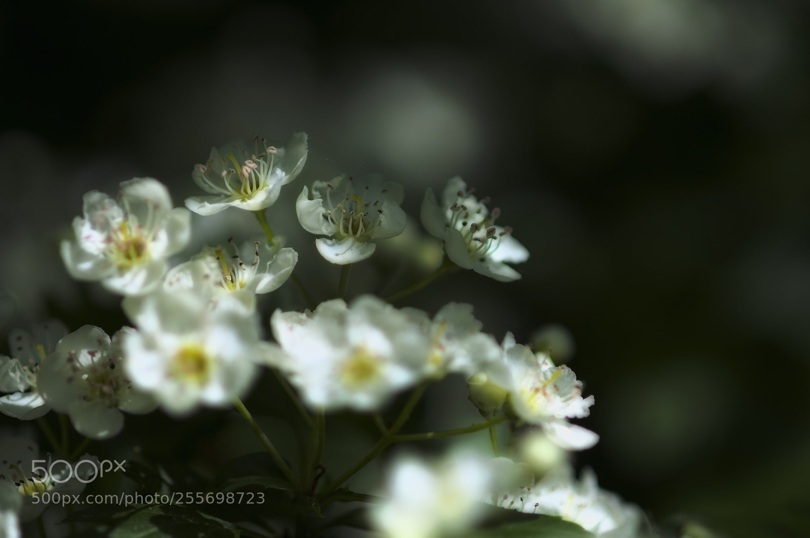 Nikon D300 sample photo. Soft serie photography