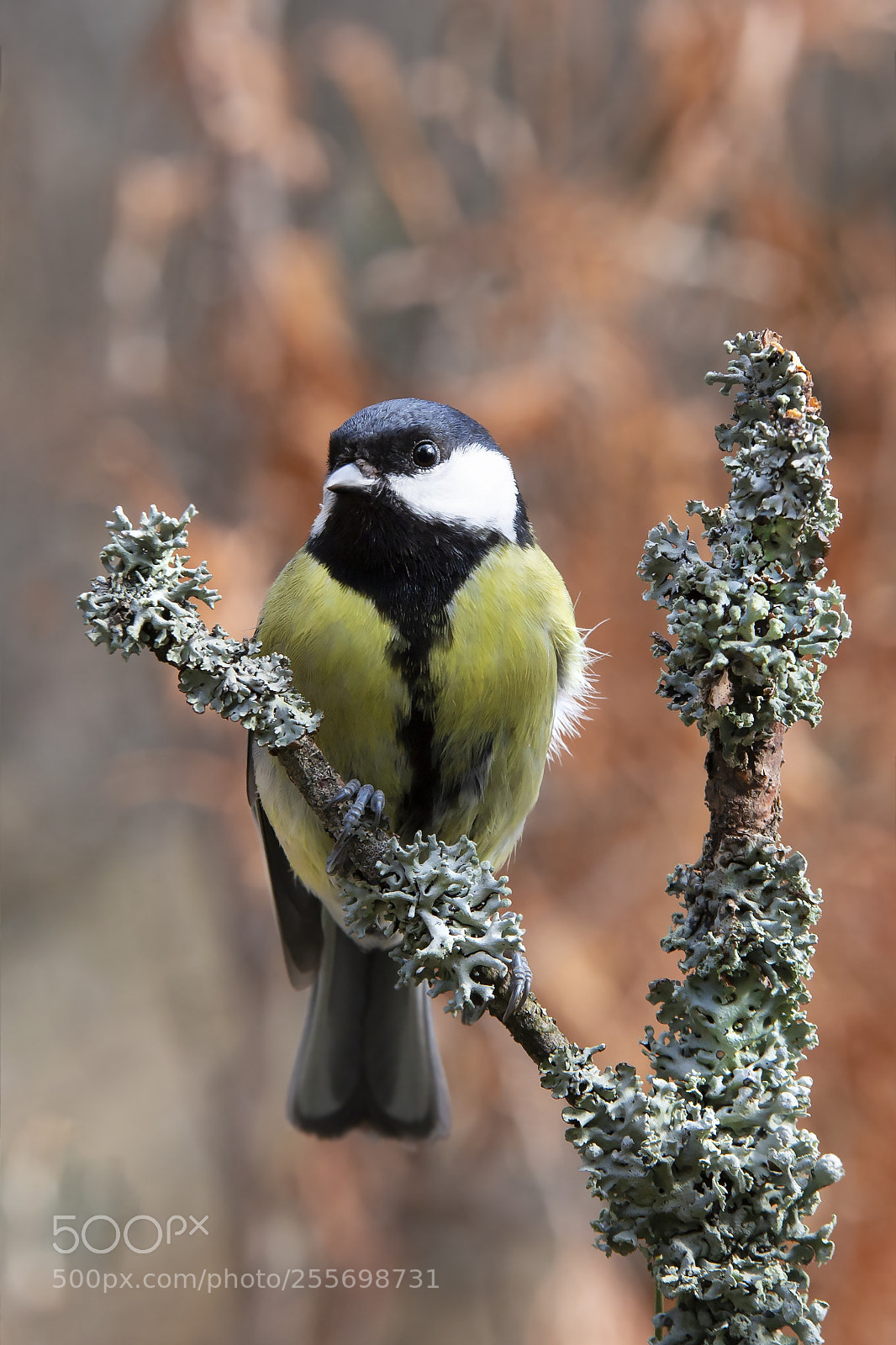 Canon EOS 6D sample photo. Talitiainen, great tit photography