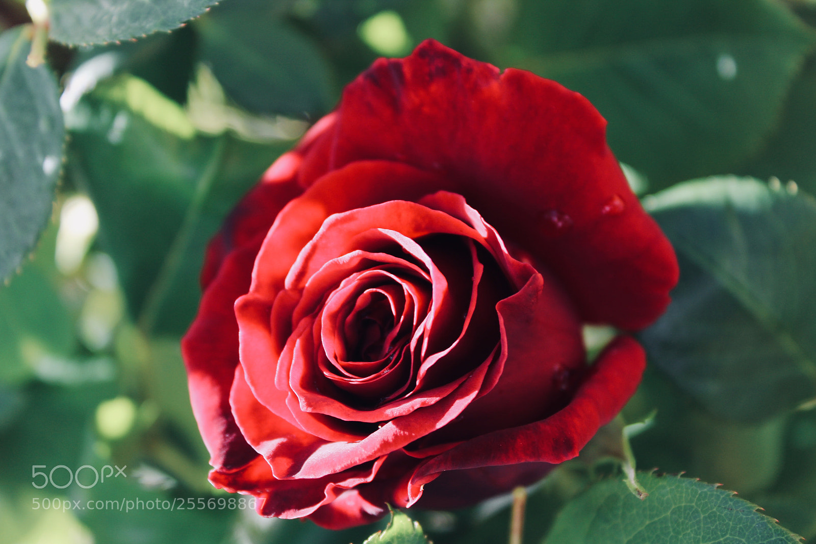 Canon EOS 1300D (EOS Rebel T6 / EOS Kiss X80) sample photo. Red power photography