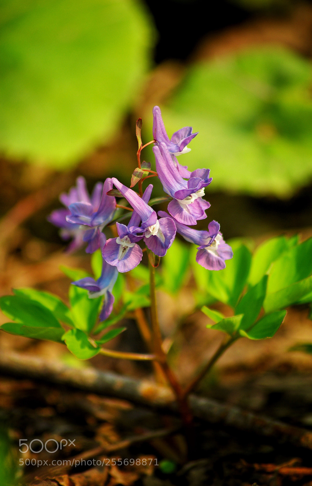 Pentax K10D sample photo. Spring forest photography